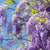 Purple Wisteria Tree Live Plant - 6-8 Inch Tall, 4 Inch Pot, Outdoor Garden - Image 1
