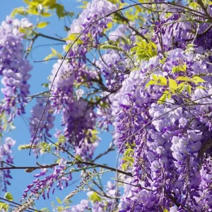 Purple Wisteria Tree Live Plant - 6-8 Inch Tall, 4 Inch Pot, Outdoor Garden - Image 1