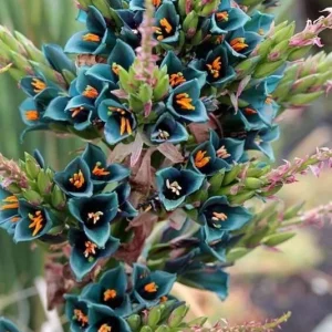 Puya Alpestris (Sapphire Tower) Seeds - 10 Pack - Exotic Flowering Perennial - Image 4