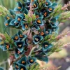 Puya Alpestris (Sapphire Tower) Seeds - 10 Pack - Exotic Flowering Perennial - Image 1