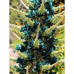 Puya Alpestris Sapphire Tower Seeds - 10 Seeds - Exotic Perennial - Image 2