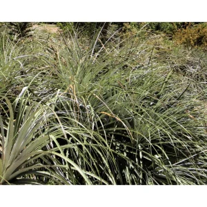 Puya Alpestris Sapphire Tower Seeds - 10 Seeds - Exotic Perennial - Image 3