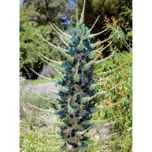 Puya Alpestris Sapphire Tower Seeds - 10 Seeds - Exotic Perennial - Image 4