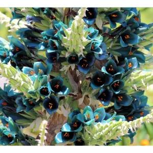 Puya Alpestris Sapphire Tower Seeds - 10 Seeds - Exotic Perennial - Image 5
