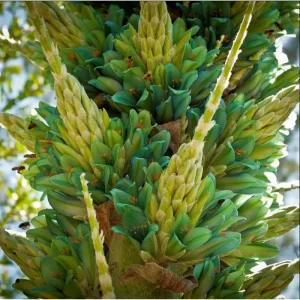 Puya Alpestris Sapphire Tower Seeds - 10 Seeds - Exotic Perennial - Image 6