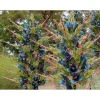 Puya Alpestris Sapphire Tower Seeds - 10 Seeds - Exotic Perennial - Image 1