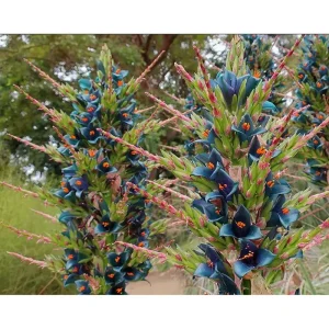 Puya Alpestris Sapphire Tower Seeds - 10 Seeds - Exotic Perennial - Image 1