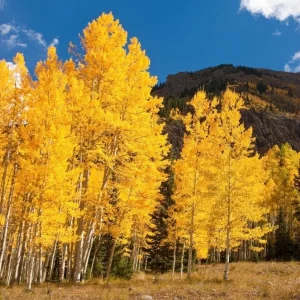 Quaking Aspen Tree Seedling Live Plant - Populus Tremuloides - 6-8 Inch Tall, 4 Inch Pot, Autumn Color, Shade Tree - Image 2