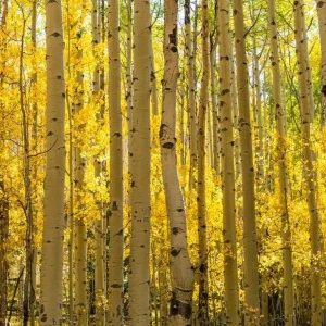Quaking Aspen Tree Seedling Live Plant - Populus Tremuloides - 6-8 Inch Tall, 4 Inch Pot, Autumn Color, Shade Tree - Image 7