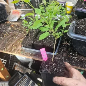 Quaking Aspen Tree Seedling Live Plant - Populus Tremuloides - 6-8 Inch Tall, 4 Inch Pot, Autumn Color, Shade Tree - Image 9