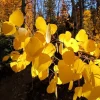 Quaking Aspen Tree Seedling Live Plant - Populus Tremuloides - 6-8 Inch Tall, 4 Inch Pot, Autumn Color, Shade Tree - Image 1