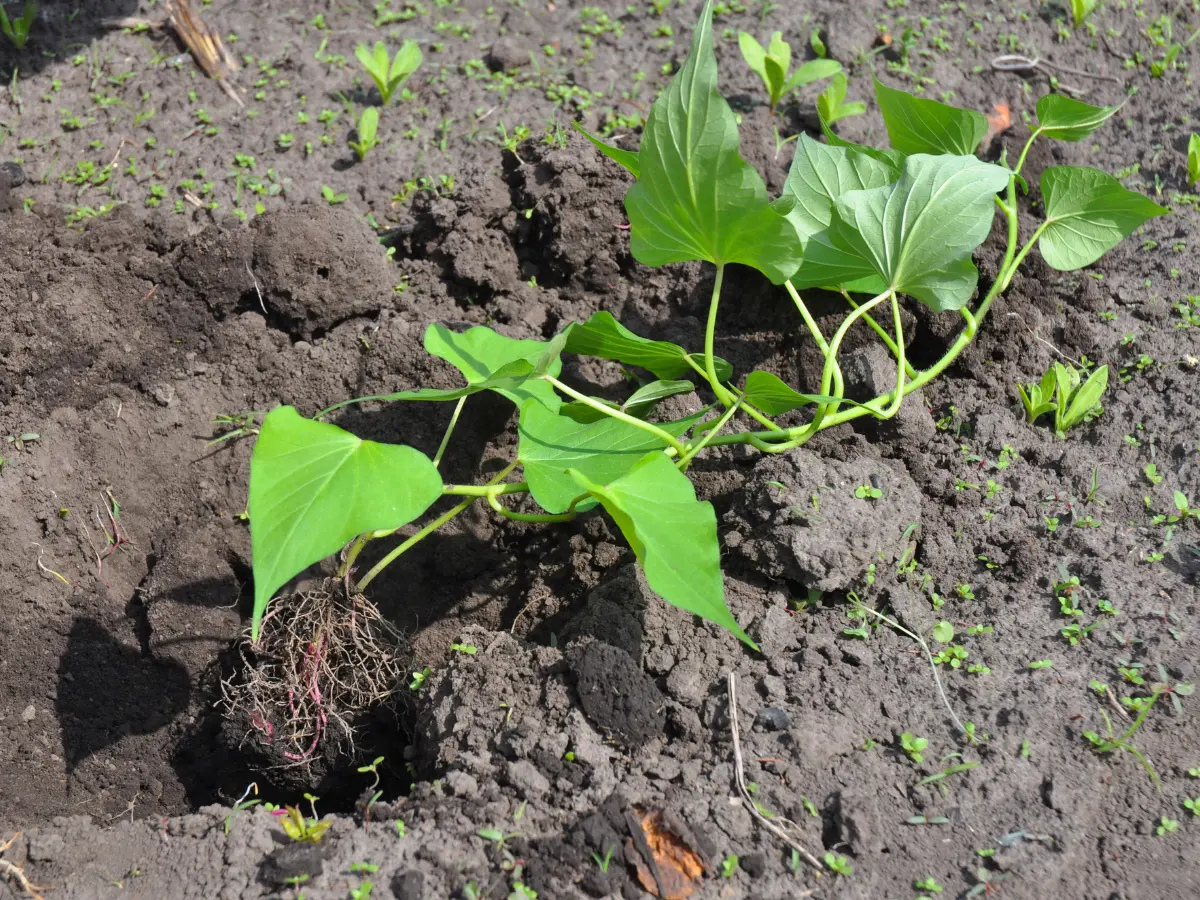 quality soil for growing sweet potatoes