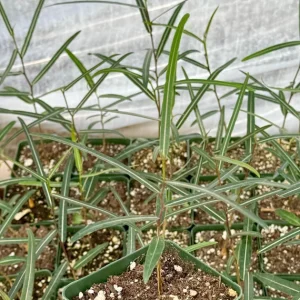 Queensland Bottle Tree Live Plant (Brachychiton Rupestris) - 2-4 Inch Pot - Image 2