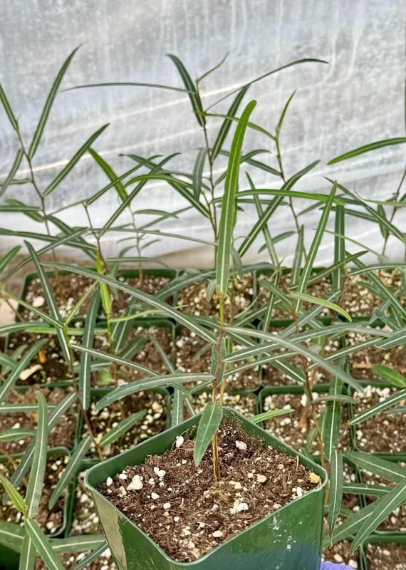 Queensland Bottle Tree Live Plant (Brachychiton Rupestris) - 2-4 Inch Pot - Image 2