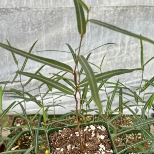 Queensland Bottle Tree Live Plant (Brachychiton Rupestris) - 2-4 Inch Pot - Image 3