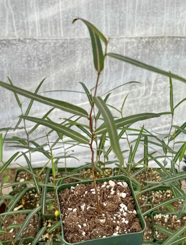 Queensland Bottle Tree Live Plant (Brachychiton Rupestris) - 2-4 Inch Pot - Image 3