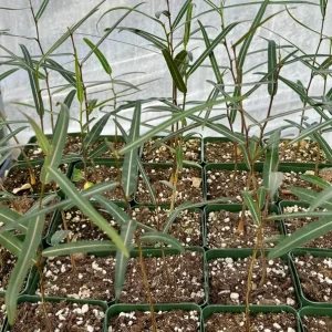 Queensland Bottle Tree Live Plant (Brachychiton Rupestris) - 2-4 Inch Pot - Image 4