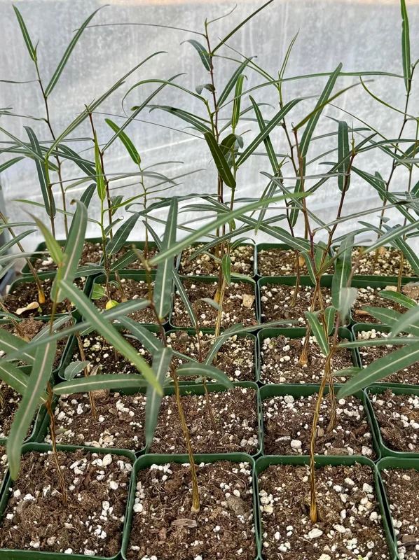 Queensland Bottle Tree Live Plant (Brachychiton Rupestris) - 2-4 Inch Pot - Image 4