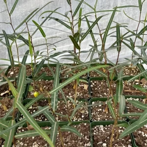 Queensland Bottle Tree Live Plant (Brachychiton Rupestris) - 2-4 Inch Pot - Image 5