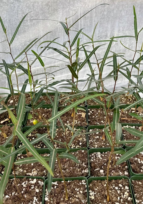 Queensland Bottle Tree Live Plant (Brachychiton Rupestris) - 2-4 Inch Pot - Image 5