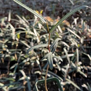 Queensland Bottle Tree Live Plant (Brachychiton Rupestris) - 2-4 Inch Pot - Image 1