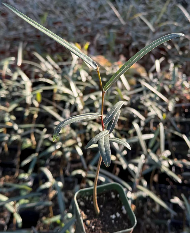 Queensland Bottle Tree Live Plant (Brachychiton Rupestris) - 2-4 Inch Pot - Image 1