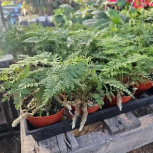 Rabbit's Foot Fern Live Plant – Davallia fejeensis – 4in Pot – Indoor Fern - Image 4