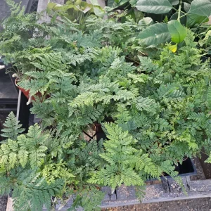 Rabbit's Foot Fern Live Plant – Davallia fejeensis – 4in Pot – Indoor Fern - Image 7