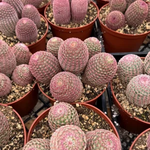 Rainbow Cactus Live Plant - Hedgehog Cactus, Cluster in 4 Inch 6 Inch Pot - Image 3