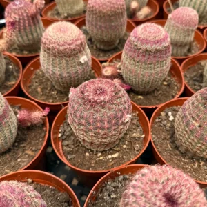 Rainbow Cactus Live Plant - Hedgehog Cactus, Cluster in 4 Inch 6 Inch Pot - Image 5