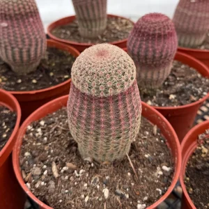Rainbow Cactus Live Plant - Hedgehog Cactus, Cluster in 4 Inch 6 Inch Pot - Image 6