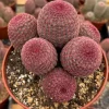 Rainbow Cactus Live Plant - Hedgehog Cactus, Cluster in 4 Inch 6 Inch Pot - Image 1