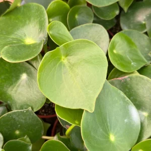 Raindrop Peperomia Live Plant - Peperomia Polybotrya in 4 Inch Pot, Indoor - Image 2