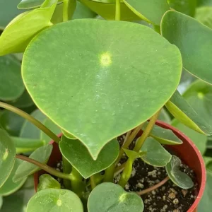 Raindrop Peperomia Live Plant - Peperomia Polybotrya in 4 Inch Pot, Indoor - Image 3