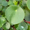 Raindrop Peperomia Live Plant - Peperomia Polybotrya in 4 Inch Pot, Indoor - Image 1