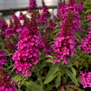Raspberry Buddleia Live Plant – Butterfly Bush – 4-6 Inch Tall – Outdoor Shrub - Image 2
