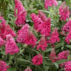 Raspberry Buddleia Live Plant – Butterfly Bush – 4-6 Inch Tall – Outdoor Shrub - Image 3
