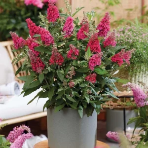 Raspberry Buddleia Live Plant – Butterfly Bush – 4-6 Inch Tall – Outdoor Shrub - Image 4