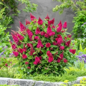 Raspberry Buddleia Live Plant – Butterfly Bush – 4-6 Inch Tall – Outdoor Shrub - Image 5
