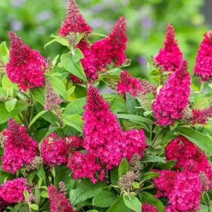 Raspberry Buddleia Live Plant – Butterfly Bush – 4-6 Inch Tall – Outdoor Shrub - Image 6
