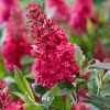 Raspberry Buddleia Live Plant – Butterfly Bush – 4-6 Inch Tall – Outdoor Shrub - Image 1