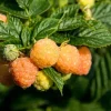 Raspberry Fall Gold Live Plant – Sweet Golden Berry Bush Shrub – 4 to 6 Inch Tall - Image 1