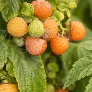 Raspberry Fall Gold Live Plant – Sweet Golden Berry Bush Shrub – 4 to 6 Inch Tall - Image 2