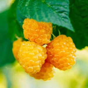 Raspberry Fall Gold Live Plant – Sweet Golden Berry Bush Shrub – 4 to 6 Inch Tall - Image 3