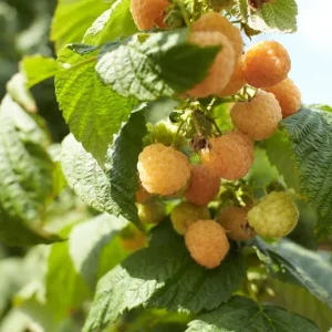 Raspberry Fall Gold Live Plant – Sweet Golden Berry Bush Shrub – 4 to 6 Inch Tall - Image 4