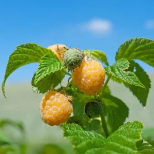 Raspberry Fall Gold Live Plant – Sweet Golden Berry Bush Shrub – 4 to 6 Inch Tall - Image 6
