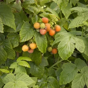 Raspberry Fall Gold Live Plant – Sweet Golden Berry Bush Shrub – 4 to 6 Inch Tall - Image 7