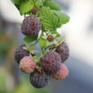 Raspberry Glencoe Live Plant – Sweet Raspberry Bush Shrub for Home Garden, 4-6 Inch Tall - Image 2