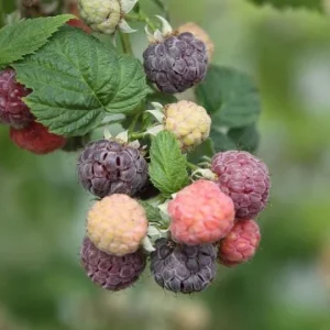 Raspberry Glencoe Live Plant – Sweet Raspberry Bush Shrub for Home Garden, 4-6 Inch Tall - Image 3