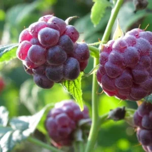 Raspberry Glencoe Live Plant – Sweet Raspberry Bush Shrub for Home Garden, 4-6 Inch Tall - Image 4